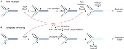 Bacillus subtilis RecA, DisA, and RadA/Sms Interplay Prevents Replication Stress by Regulating Fork Remodeling